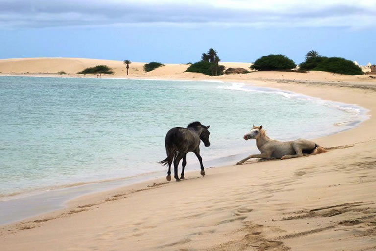 Cavalli selvaggi sulla spiaggia di Boa Vista, Capo Verde: animali liberi sulla sabbia dorata con dune innevate sullo sfondo e mare turchese cristallino