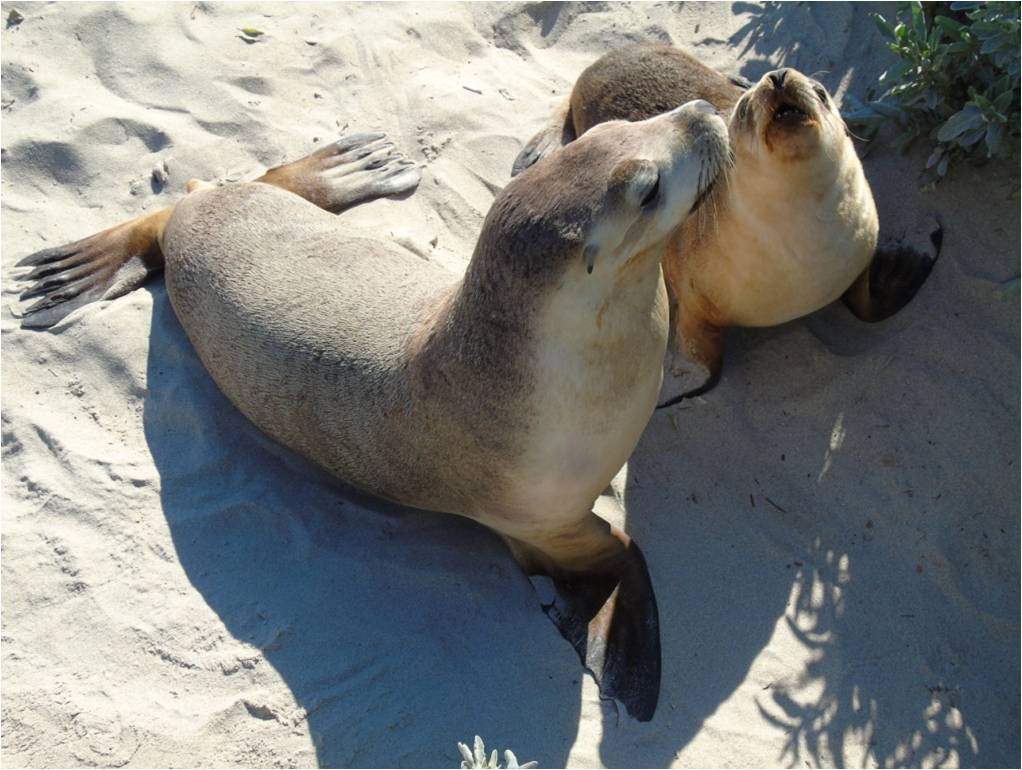 A Seal Bay, Kangaroo Island, potrete camminare a pochi metri dai leoni marini australiani